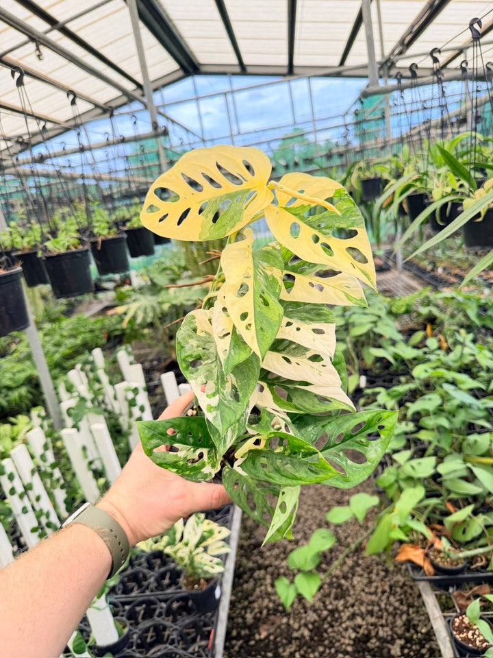 Handpicked 172 - Monstera Adansonii - Monkey Mask - Variegated Albo | Uprooted