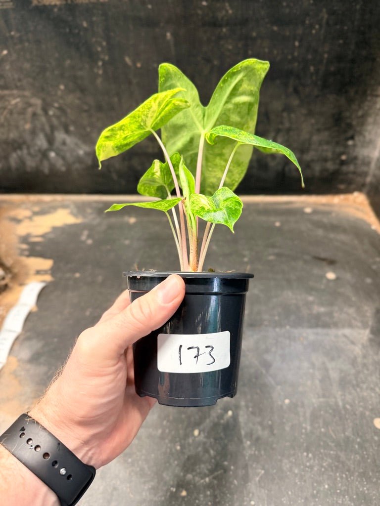 Handpicked 173 - Alocasia Morocco Variegata Aurea | Uprooted