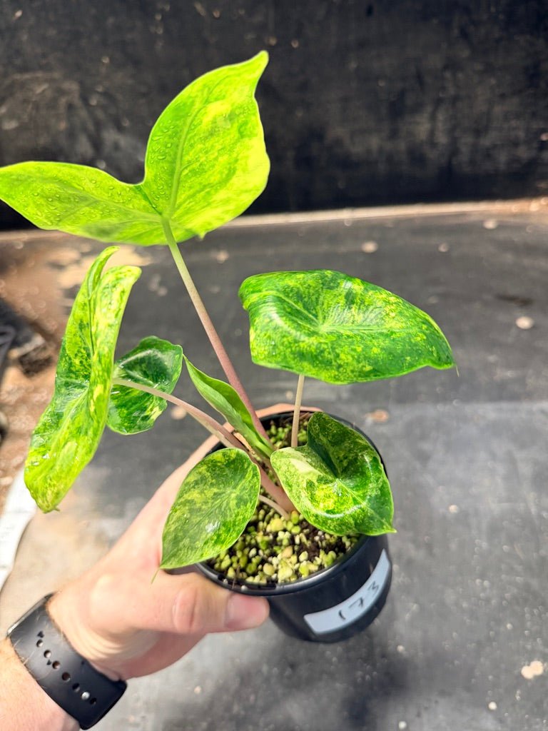Handpicked 173 - Alocasia Morocco Variegata Aurea | Uprooted