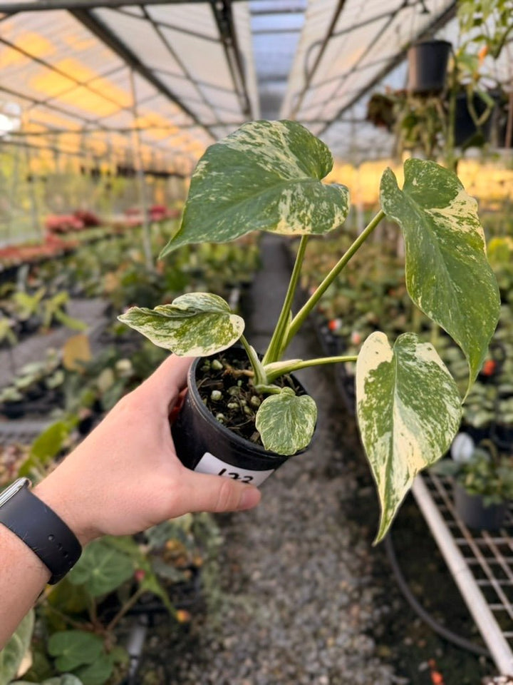 Handpicked 173 - Monstera Deliciosa Mint | Uprooted