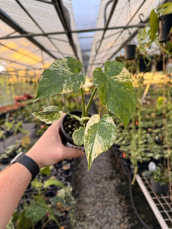 Handpicked 173 - Monstera Deliciosa Mint | Uprooted