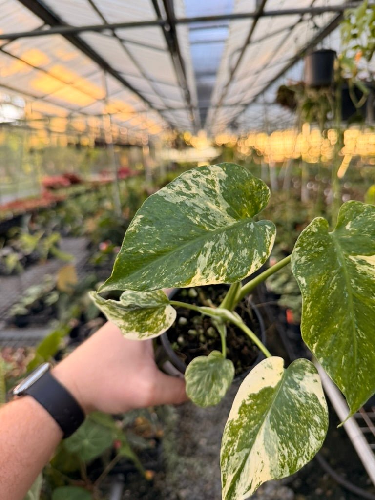 Handpicked 173 - Monstera Deliciosa Mint | Uprooted