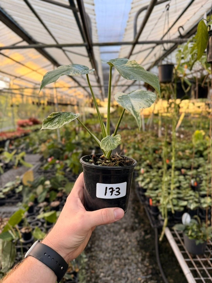 Handpicked 173 - Monstera Deliciosa Mint | Uprooted