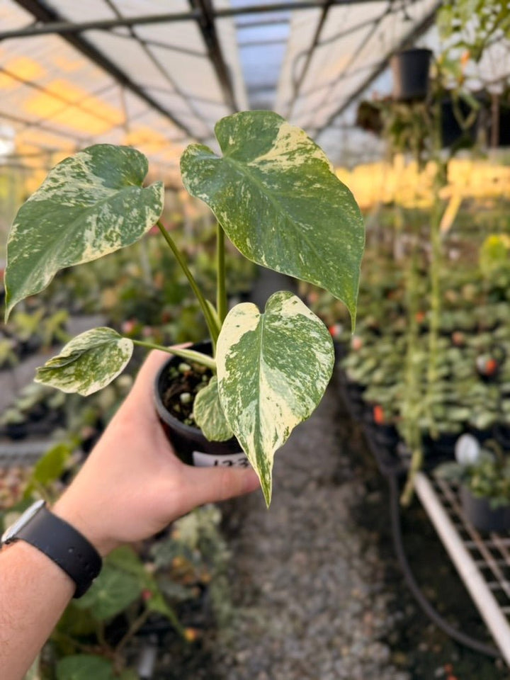 Handpicked 173 - Monstera Deliciosa Mint | Uprooted