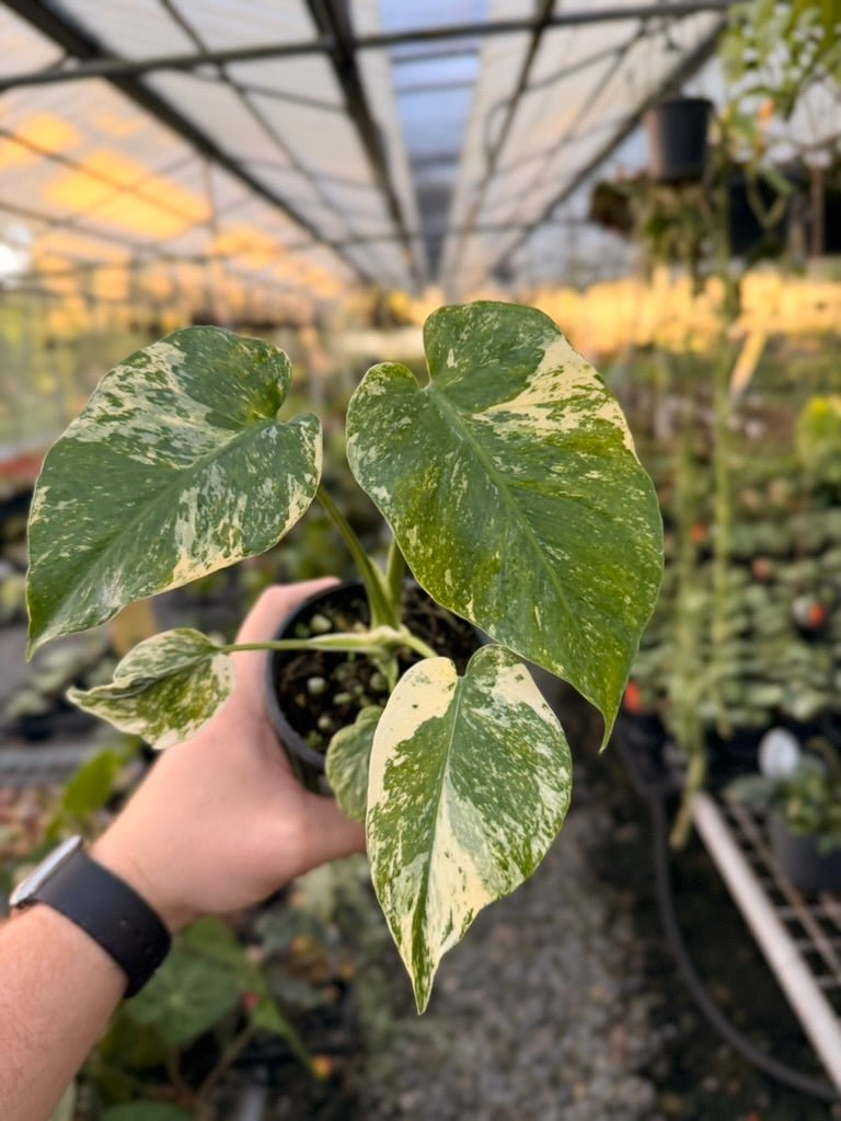 Handpicked 173 - Monstera Deliciosa Mint | Uprooted