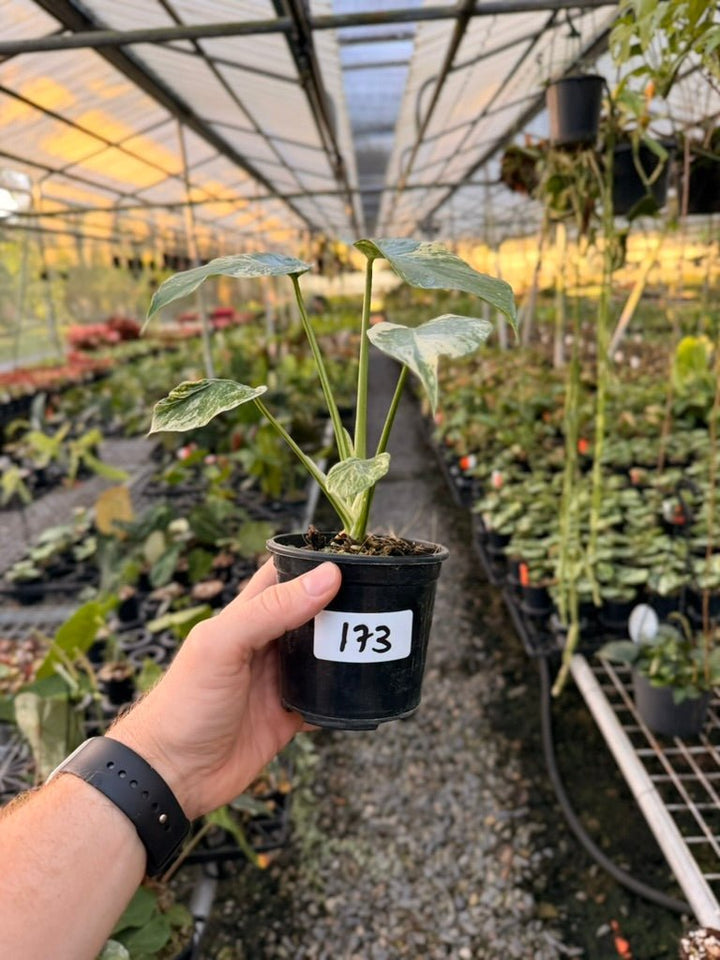 Handpicked 173 - Monstera Deliciosa Mint | Uprooted