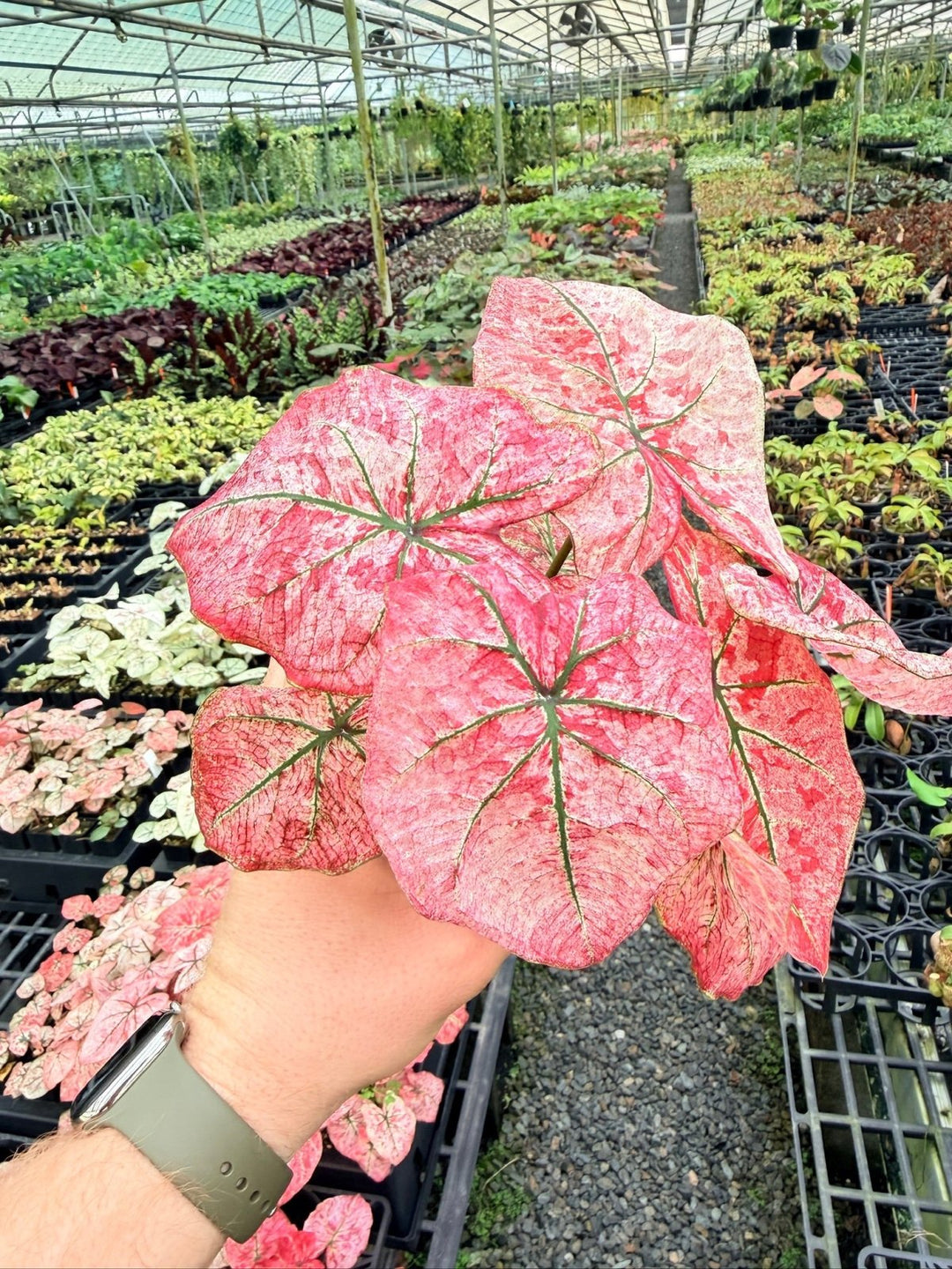Handpicked 175 - Caladium Bicolor NOID | Uprooted