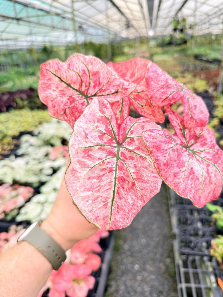 Handpicked 175 - Caladium Bicolor NOID | Uprooted