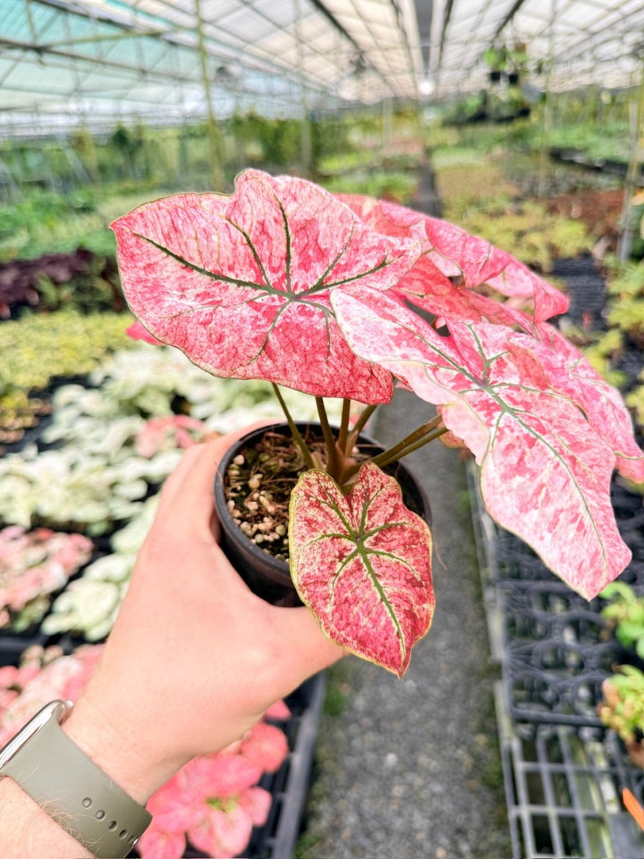 Handpicked 175 - Caladium Bicolor NOID | Uprooted