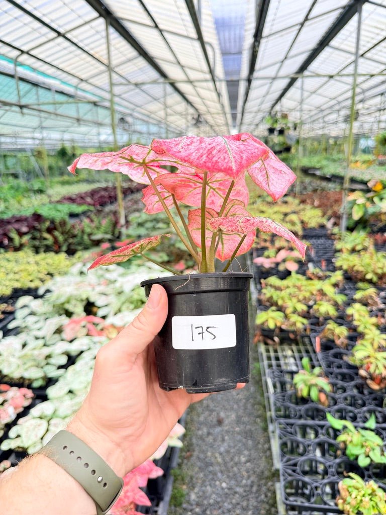 Handpicked 175 - Caladium Bicolor NOID | Uprooted