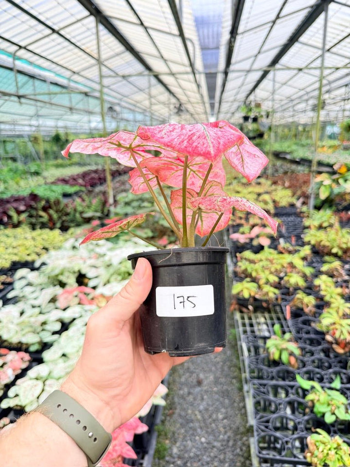 Handpicked 175 - Caladium Bicolor NOID | Uprooted