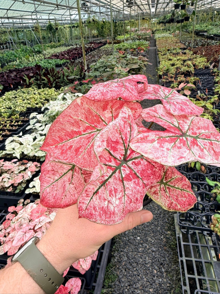 Handpicked 175 - Caladium Bicolor NOID | Uprooted