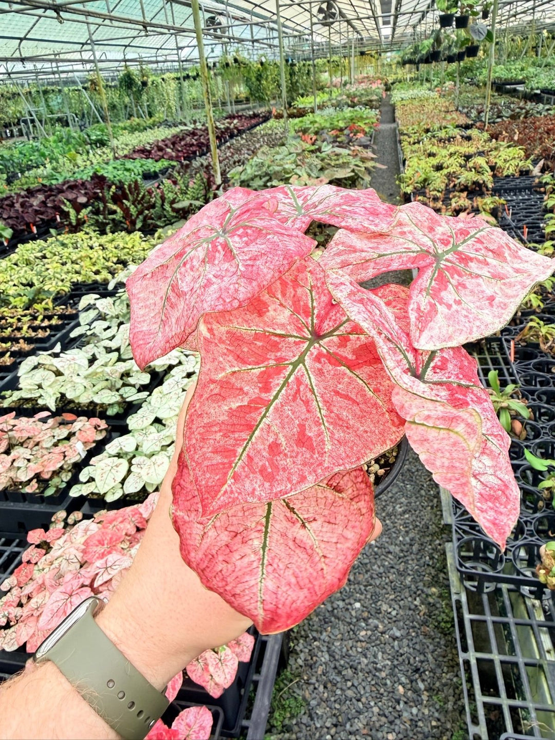 Handpicked 175 - Caladium Bicolor NOID | Uprooted