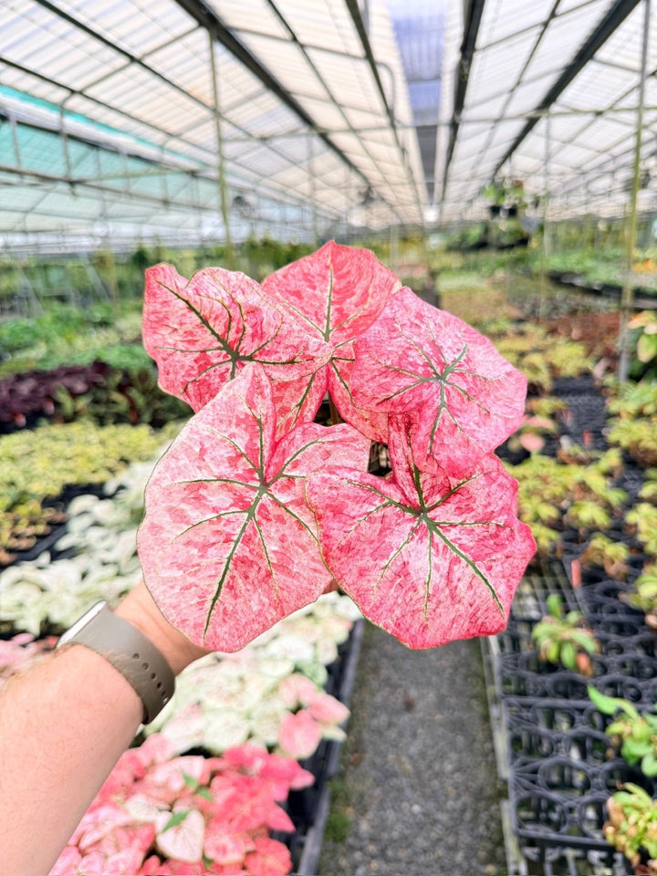 Handpicked 175 - Caladium Bicolor NOID | Uprooted