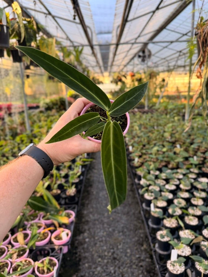 Handpicked 177 - Anthurium Warocqueanum | Uprooted