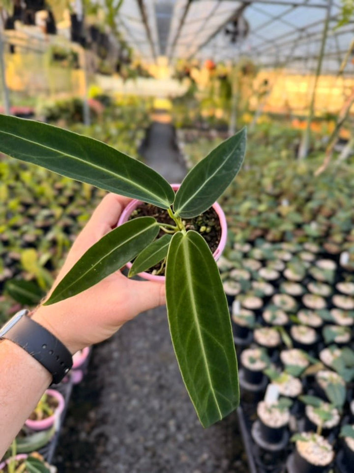 Handpicked 177 - Anthurium Warocqueanum | Uprooted