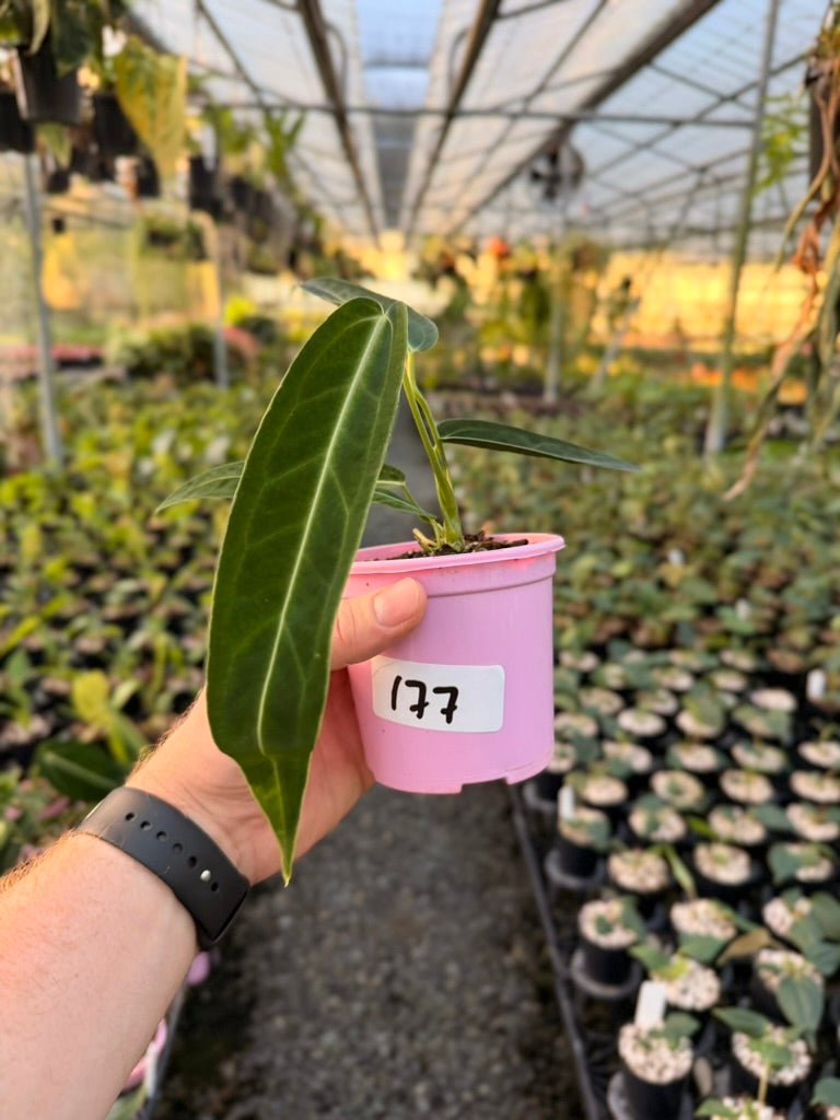 Handpicked 177 - Anthurium Warocqueanum | Uprooted