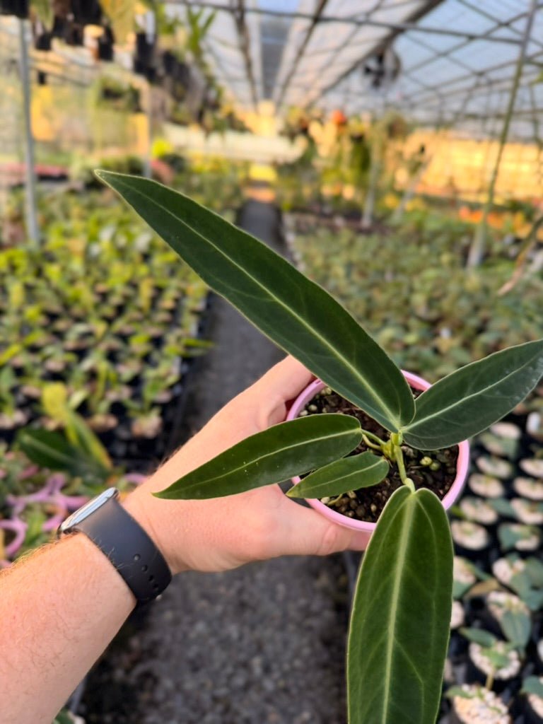 Handpicked 177 - Anthurium Warocqueanum | Uprooted