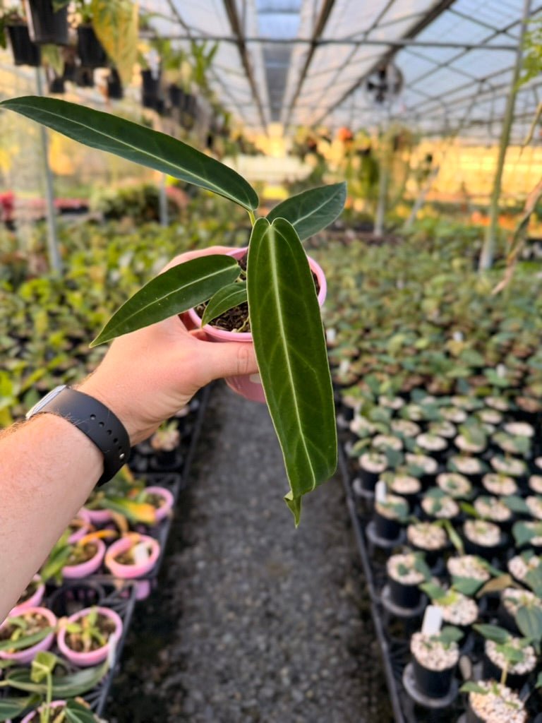 Handpicked 177 - Anthurium Warocqueanum | Uprooted