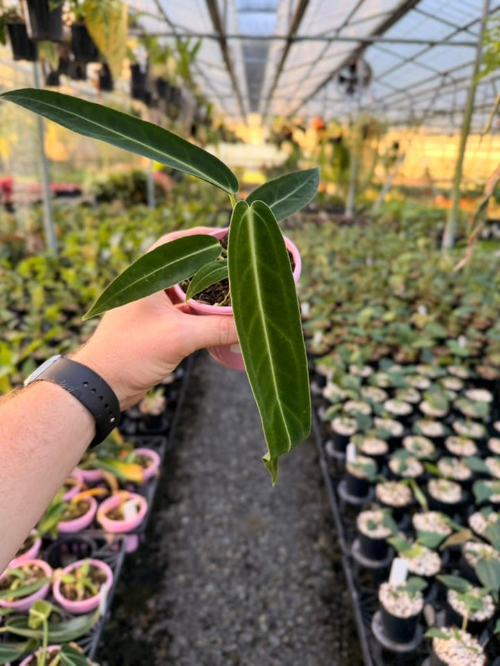 Handpicked 177 - Anthurium Warocqueanum | Uprooted