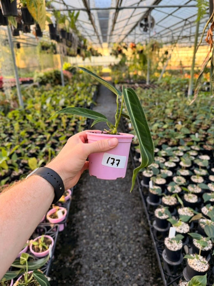 Handpicked 177 - Anthurium Warocqueanum | Uprooted