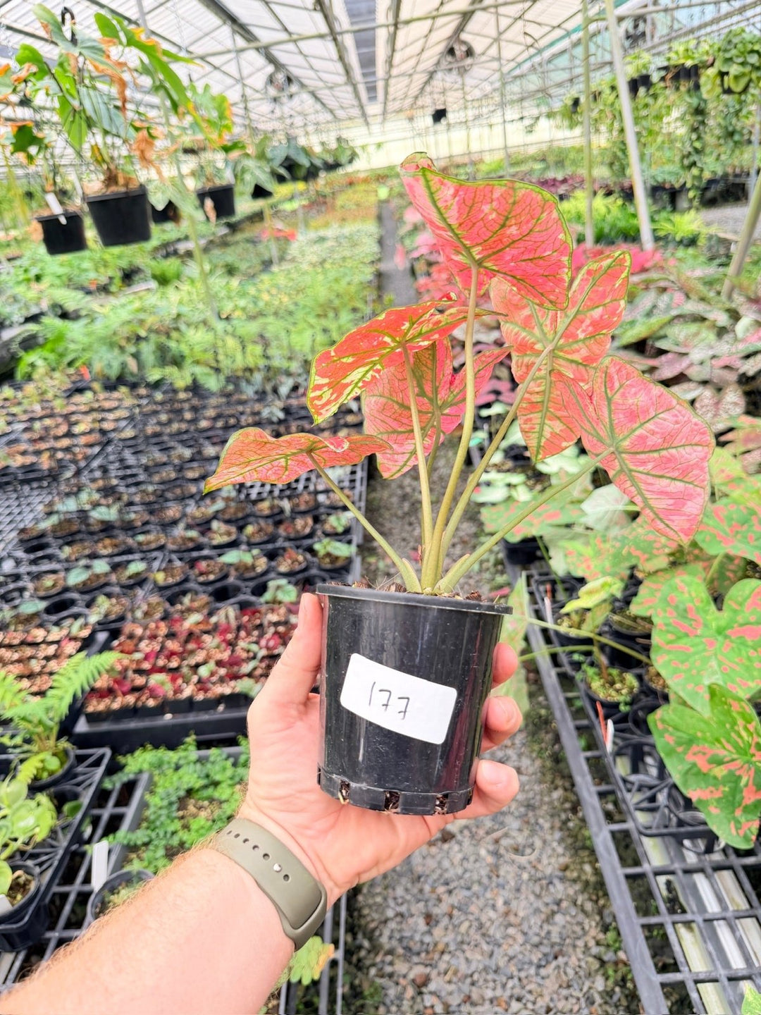 Handpicked 177 - Caladium Bicolor NOID | Uprooted