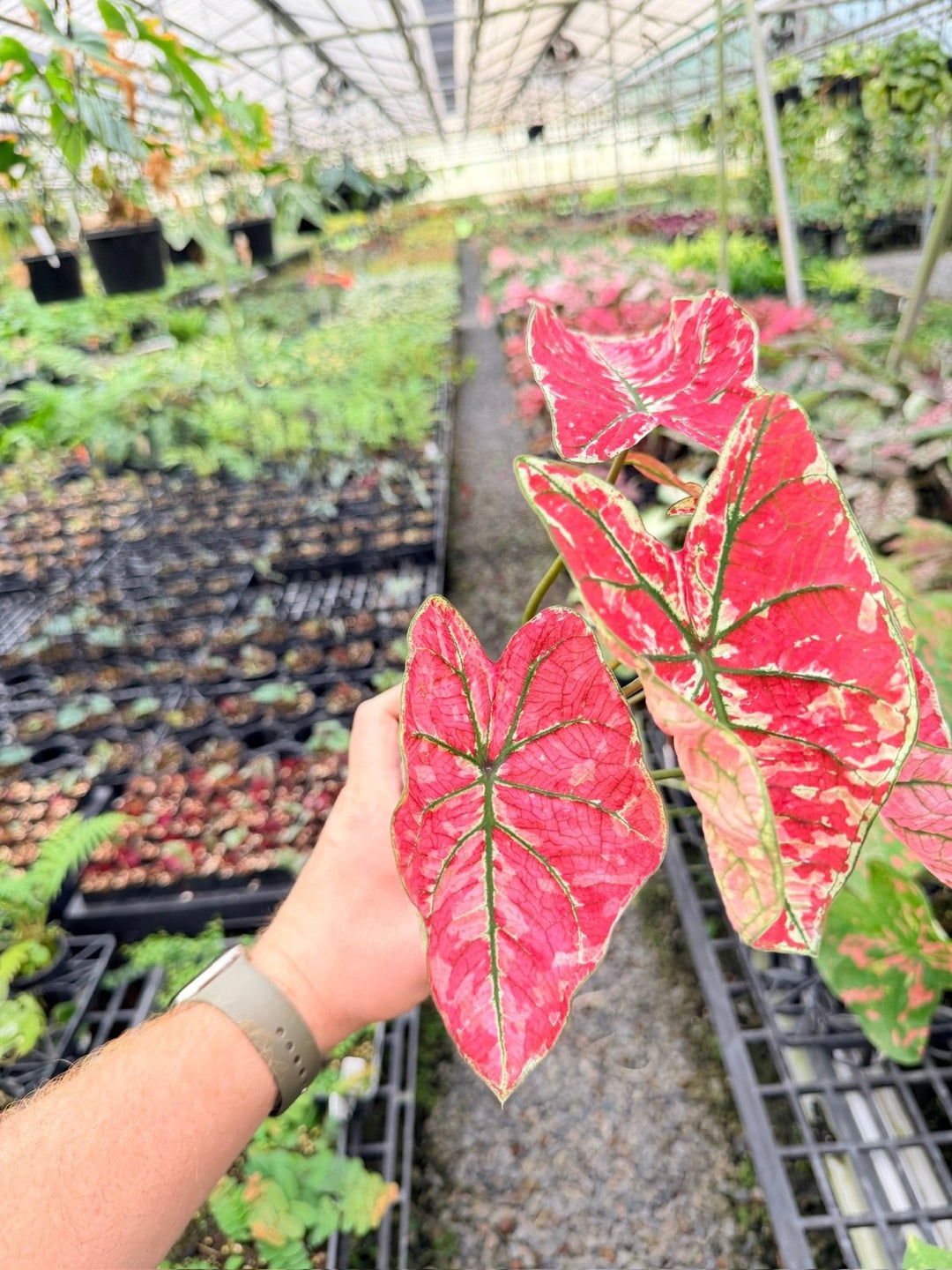 Handpicked 177 - Caladium Bicolor NOID | Uprooted