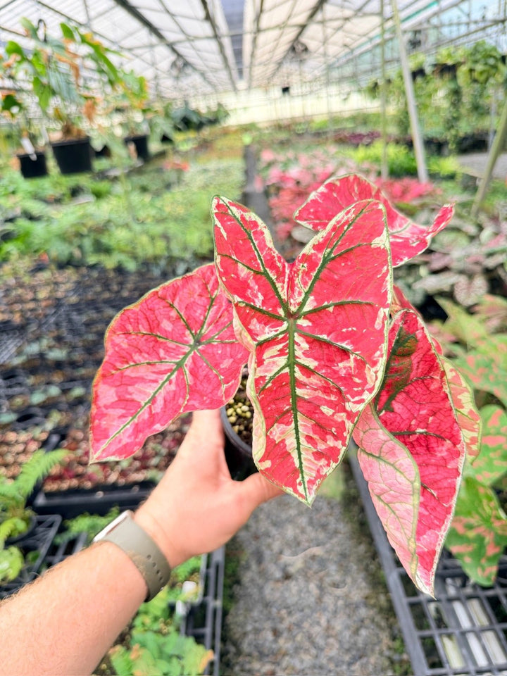 Handpicked 177 - Caladium Bicolor NOID | Uprooted