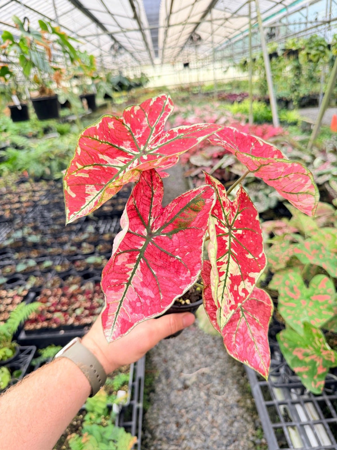 Handpicked 177 - Caladium Bicolor NOID | Uprooted