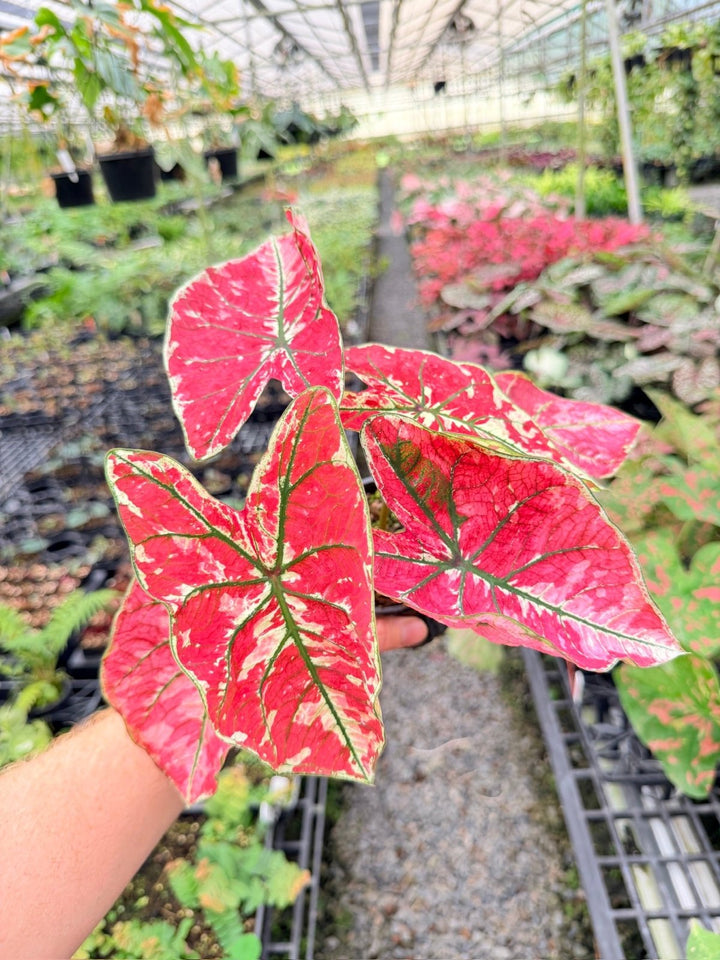 Handpicked 177 - Caladium Bicolor NOID | Uprooted