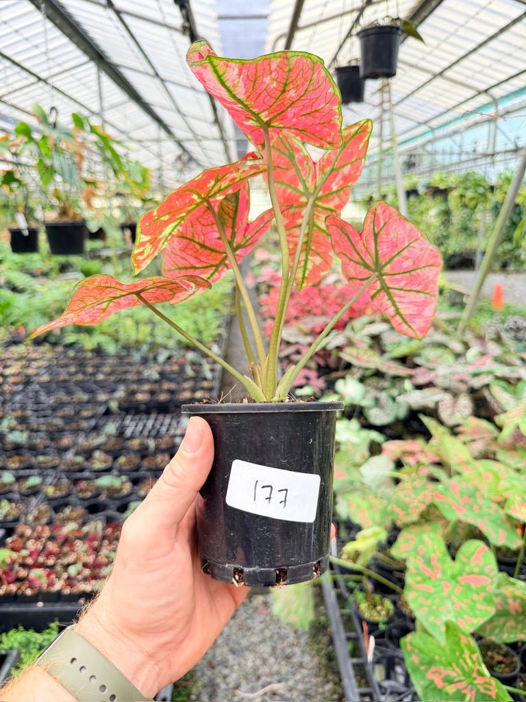 Handpicked 177 - Caladium Bicolor NOID | Uprooted