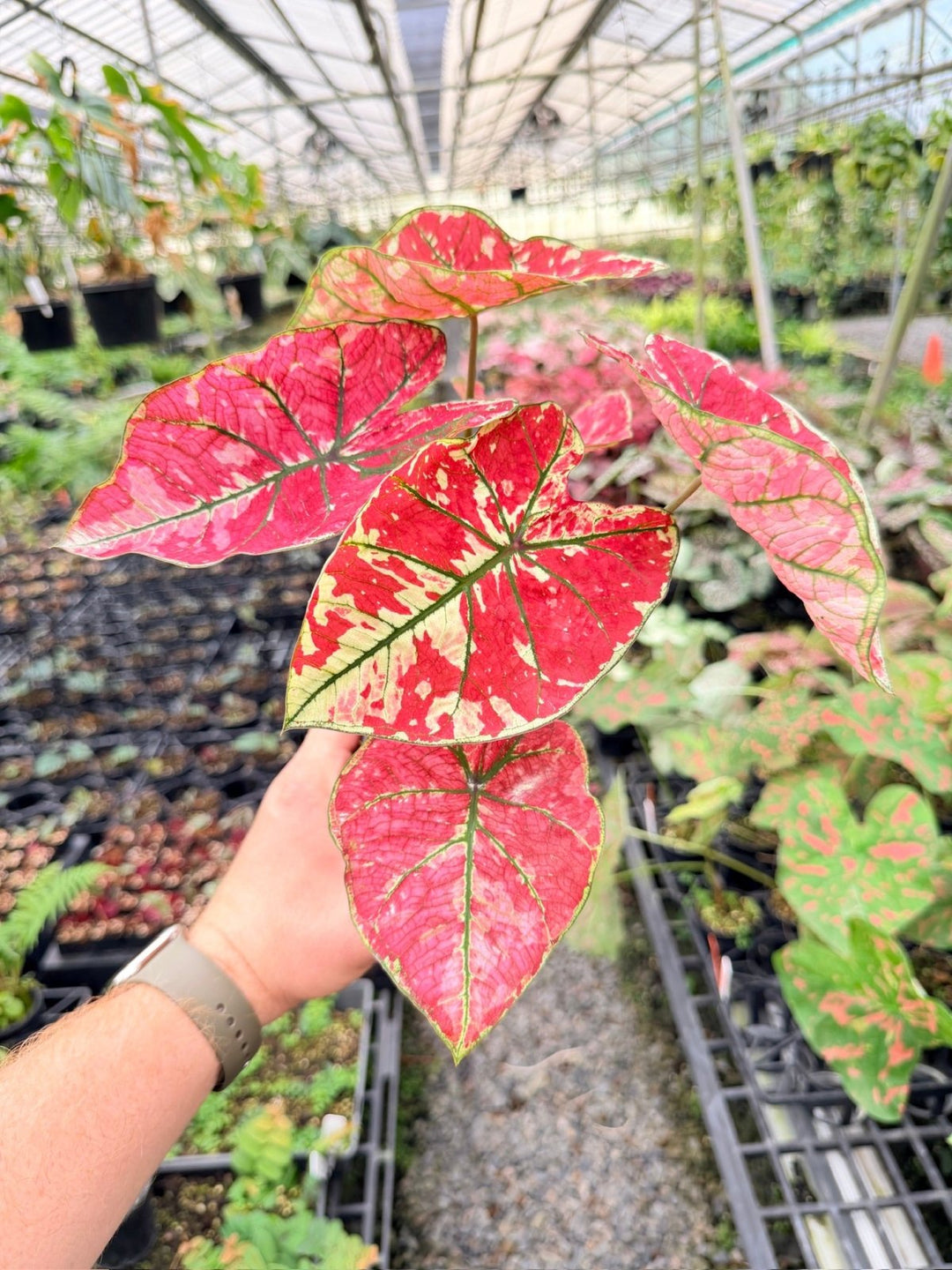 Handpicked 177 - Caladium Bicolor NOID | Uprooted