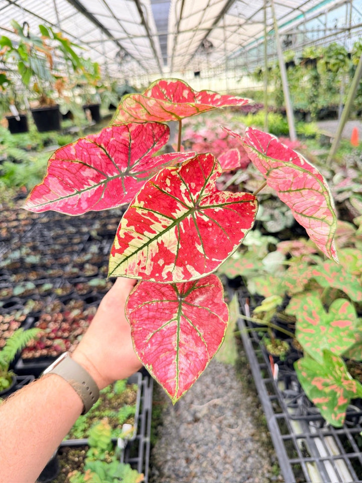 Handpicked 177 - Caladium Bicolor NOID | Uprooted