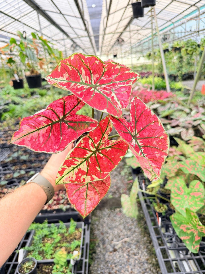 Handpicked 177 - Caladium Bicolor NOID | Uprooted