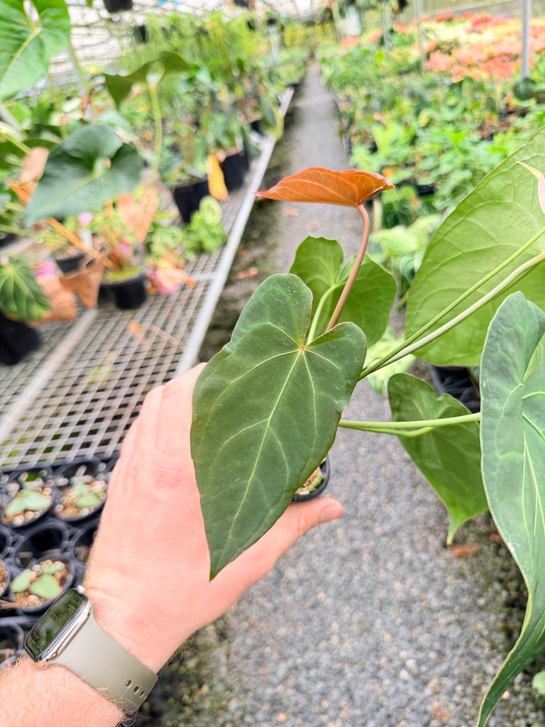 Handpicked 179 - Anthurium Blue Velvet Hybrid X Dark Forgetii Bullate | Uprooted