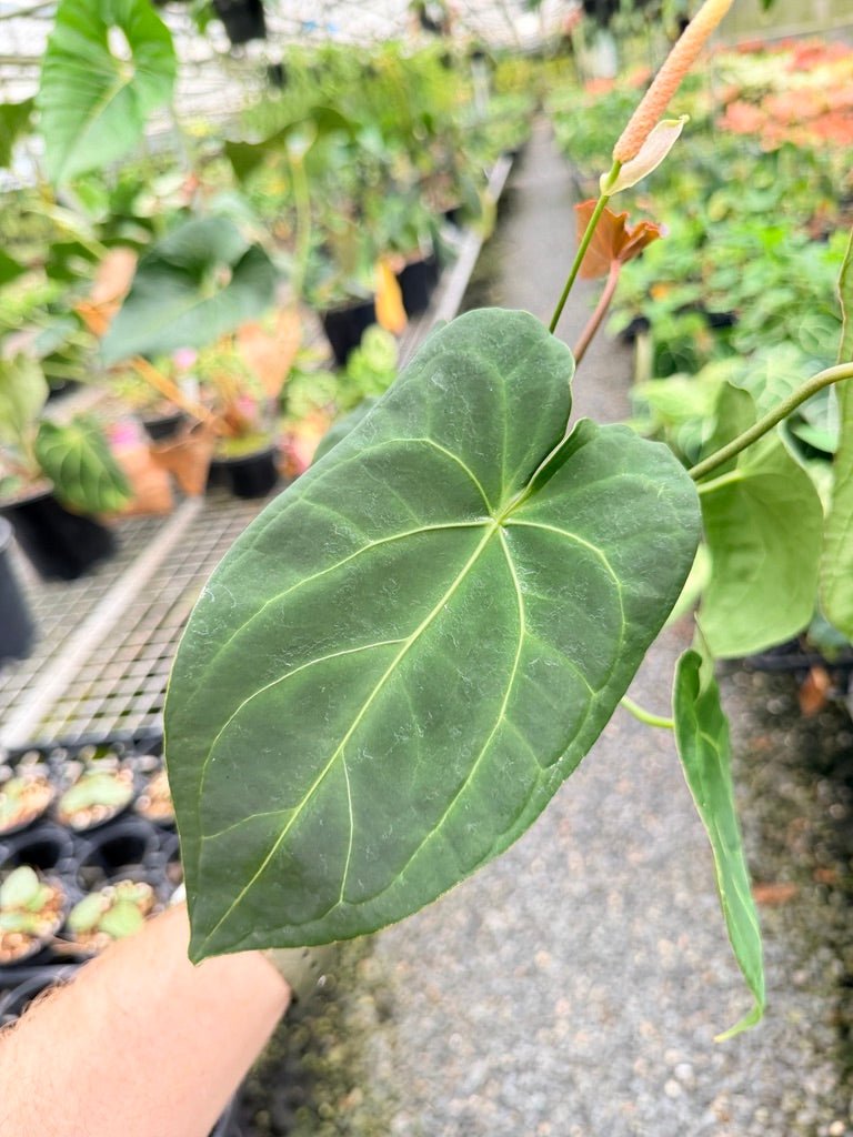 Handpicked 179 - Anthurium Blue Velvet Hybrid X Dark Forgetii Bullate | Uprooted