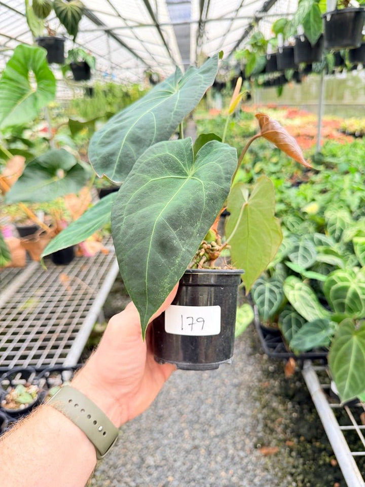 Handpicked 179 - Anthurium Blue Velvet Hybrid X Dark Forgetii Bullate | Uprooted