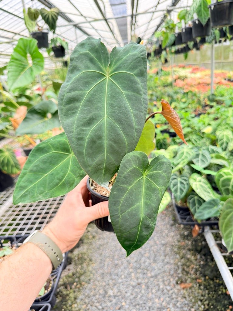 Handpicked 179 - Anthurium Blue Velvet Hybrid X Dark Forgetii Bullate | Uprooted