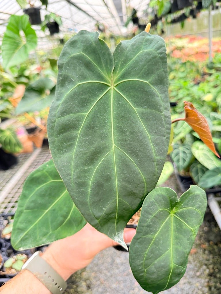 Handpicked 179 - Anthurium Blue Velvet Hybrid X Dark Forgetii Bullate | Uprooted