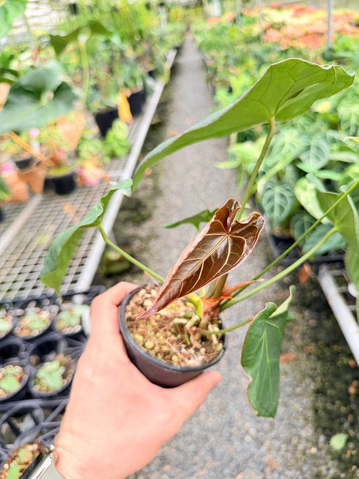 Handpicked 179 - Anthurium Blue Velvet Hybrid X Dark Forgetii Bullate | Uprooted