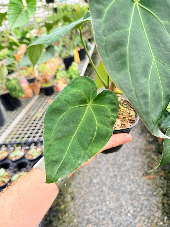 Handpicked 179 - Anthurium Blue Velvet Hybrid X Dark Forgetii Bullate | Uprooted