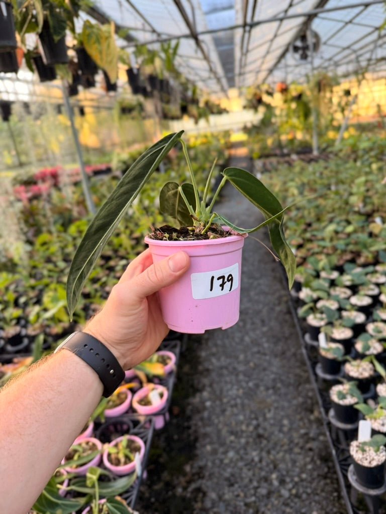Handpicked 179 - Anthurium Warocqueanum | Uprooted