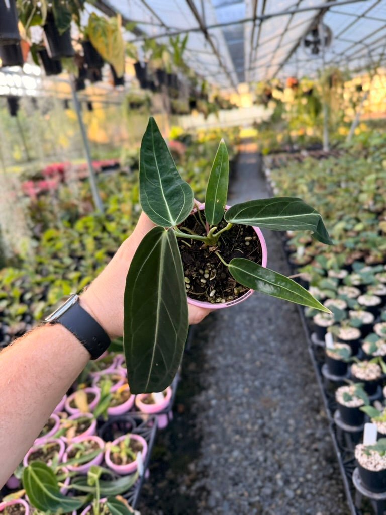 Handpicked 179 - Anthurium Warocqueanum | Uprooted