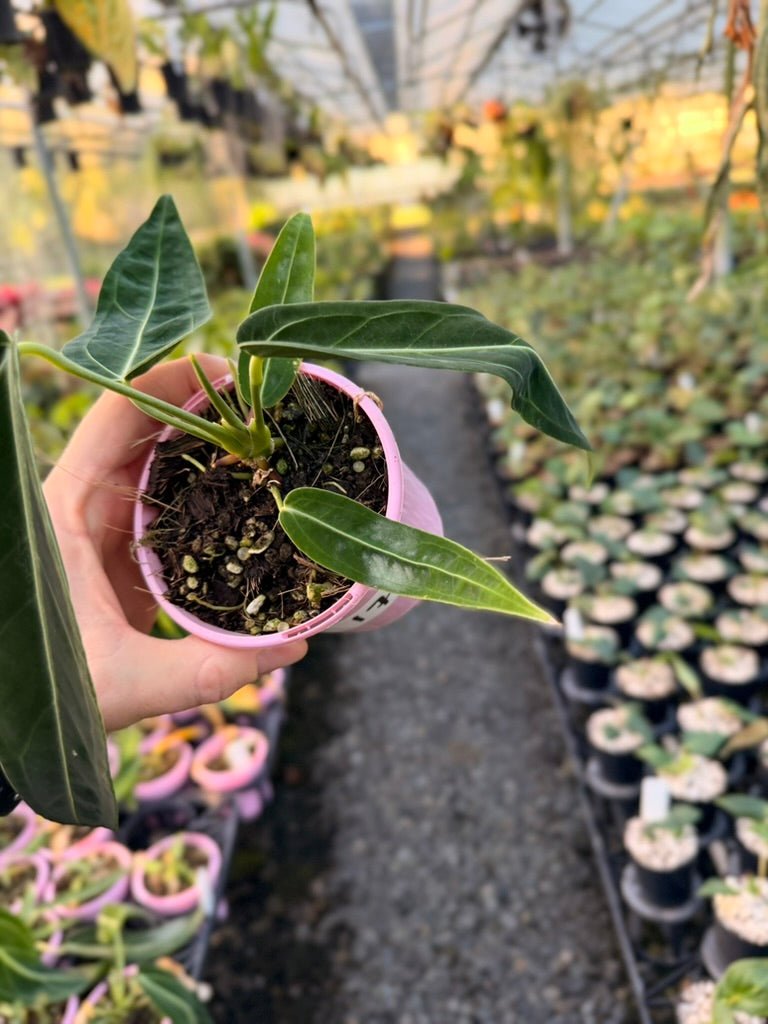 Handpicked 179 - Anthurium Warocqueanum | Uprooted