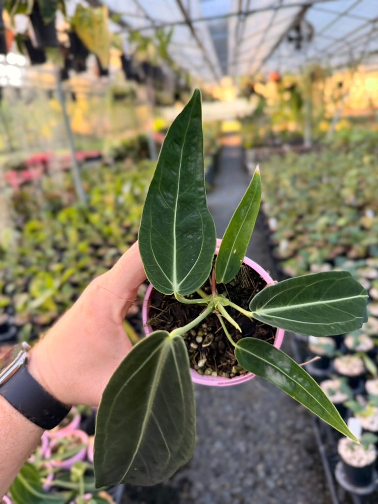 Handpicked 179 - Anthurium Warocqueanum | Uprooted