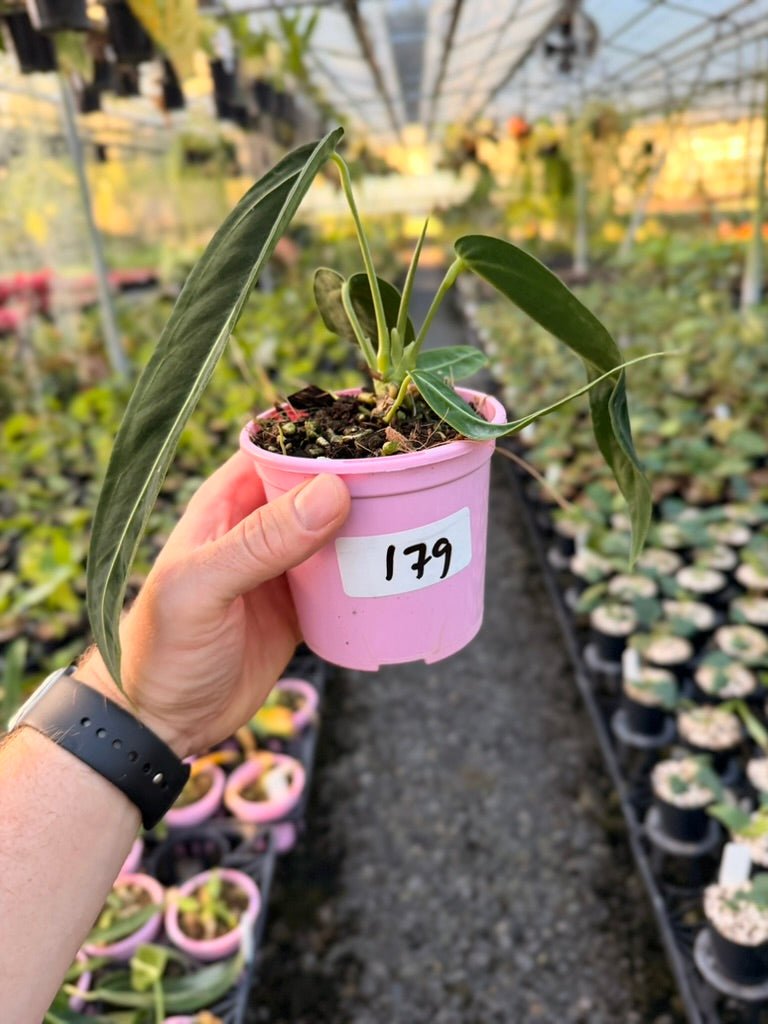 Handpicked 179 - Anthurium Warocqueanum | Uprooted