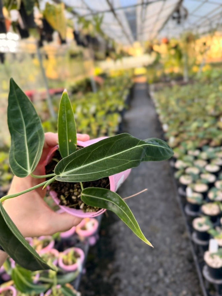 Handpicked 179 - Anthurium Warocqueanum | Uprooted