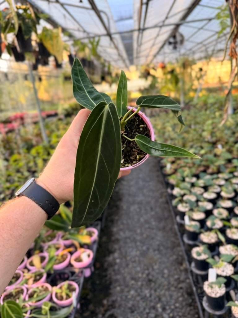Handpicked 179 - Anthurium Warocqueanum | Uprooted