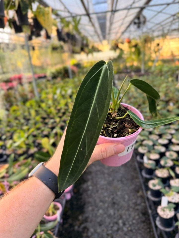 Handpicked 179 - Anthurium Warocqueanum | Uprooted