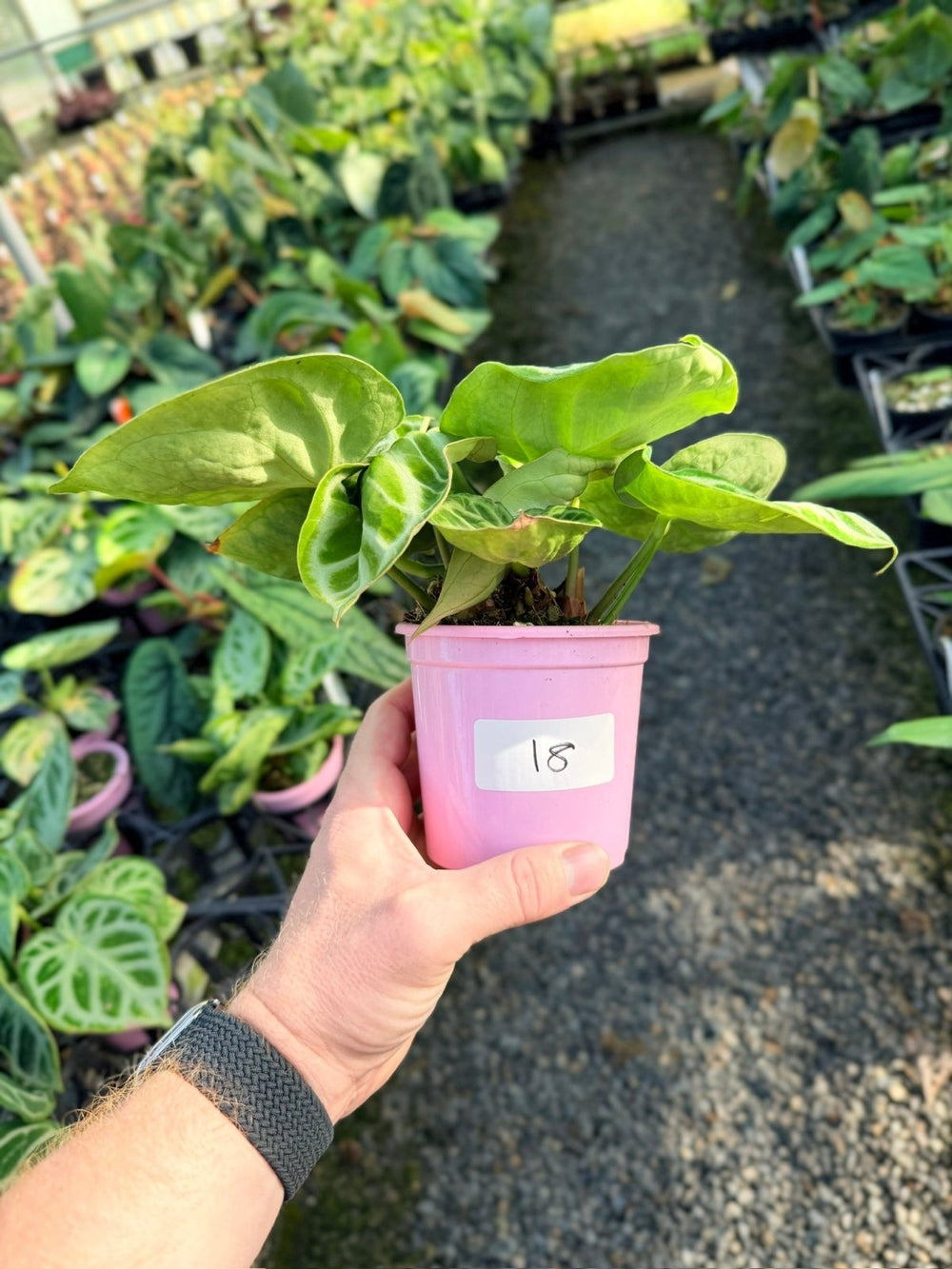 Handpicked 18 - Anthurium Crystallinum Dorayaki - Silver Blush | Uprooted